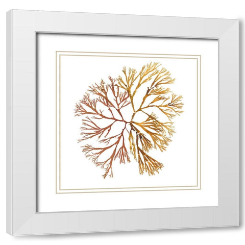 Pacific Sea Mosses XX White Sq White Modern Wood Framed Art Print with Double Matting by Wild Apple Portfolio