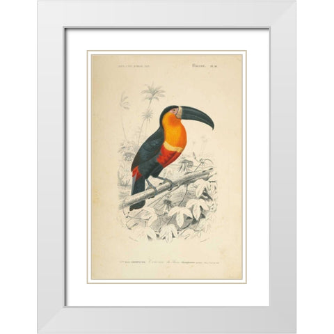 Toucan du Para White Modern Wood Framed Art Print with Double Matting by Wild Apple Portfolio