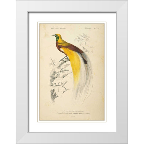 Oiseaux de Paradis White Modern Wood Framed Art Print with Double Matting by Wild Apple Portfolio