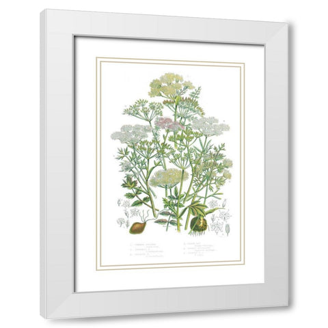 Flowering Plants II White Modern Wood Framed Art Print with Double Matting by Wild Apple Portfolio