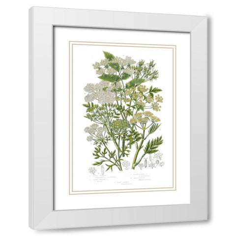 Flowering Plants III White Modern Wood Framed Art Print with Double Matting by Wild Apple Portfolio