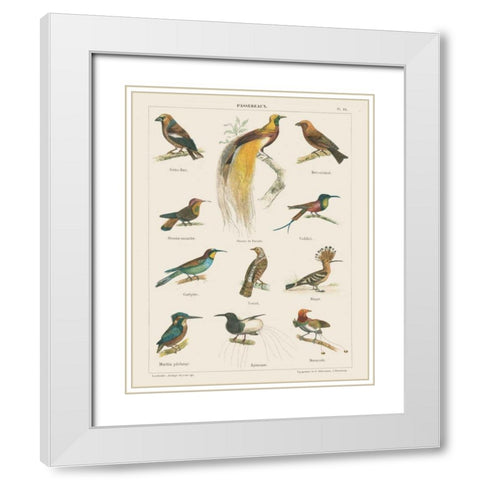 Bird Chart I White Modern Wood Framed Art Print with Double Matting by Wild Apple Portfolio