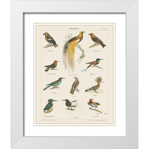 Bird Chart I White Modern Wood Framed Art Print with Double Matting by Wild Apple Portfolio