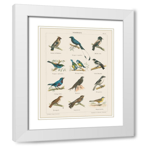 Bird Chart II White Modern Wood Framed Art Print with Double Matting by Wild Apple Portfolio