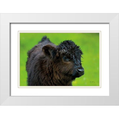 Scottish Highland Cattle XI White Modern Wood Framed Art Print with Double Matting by Majchrowicz, Alan