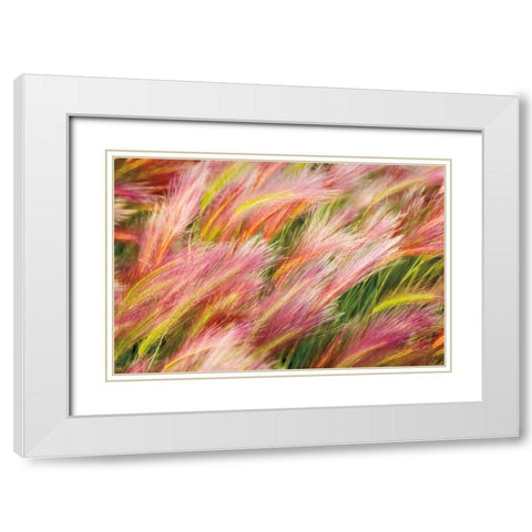 Foxtail Barley I White Modern Wood Framed Art Print with Double Matting by Majchrowicz, Alan