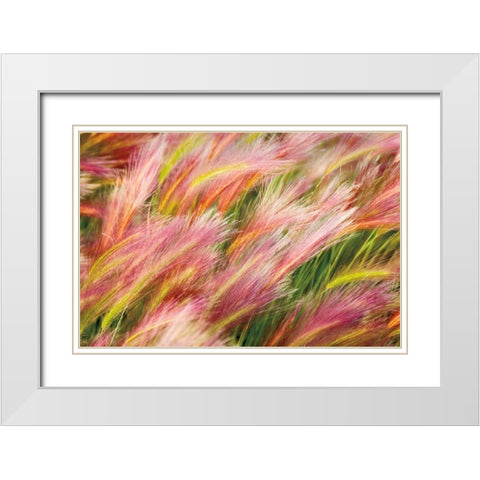 Foxtail Barley I White Modern Wood Framed Art Print with Double Matting by Majchrowicz, Alan