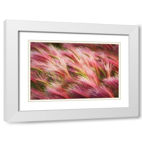 Foxtail Barley II White Modern Wood Framed Art Print with Double Matting by Majchrowicz, Alan