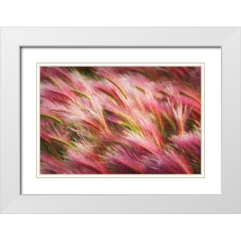 Foxtail Barley II White Modern Wood Framed Art Print with Double Matting by Majchrowicz, Alan