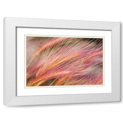 Foxtail Barley III White Modern Wood Framed Art Print with Double Matting by Majchrowicz, Alan