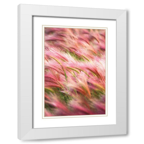 Foxtail Barley IV White Modern Wood Framed Art Print with Double Matting by Majchrowicz, Alan