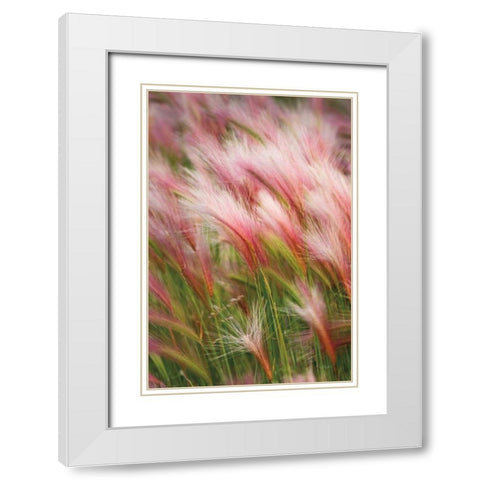 Foxtail Barley V White Modern Wood Framed Art Print with Double Matting by Majchrowicz, Alan