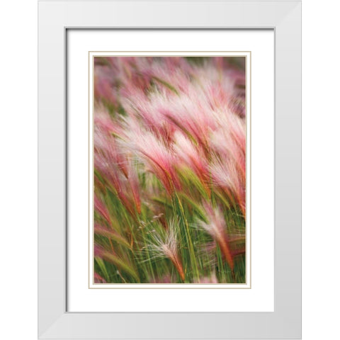 Foxtail Barley V White Modern Wood Framed Art Print with Double Matting by Majchrowicz, Alan