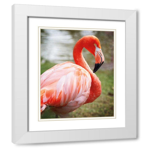 Flamingo I White Modern Wood Framed Art Print with Double Matting by Van Swearingen, Debra