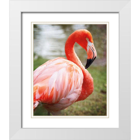 Flamingo I White Modern Wood Framed Art Print with Double Matting by Van Swearingen, Debra
