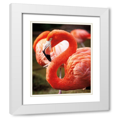 Flamingo III White Modern Wood Framed Art Print with Double Matting by Van Swearingen, Debra