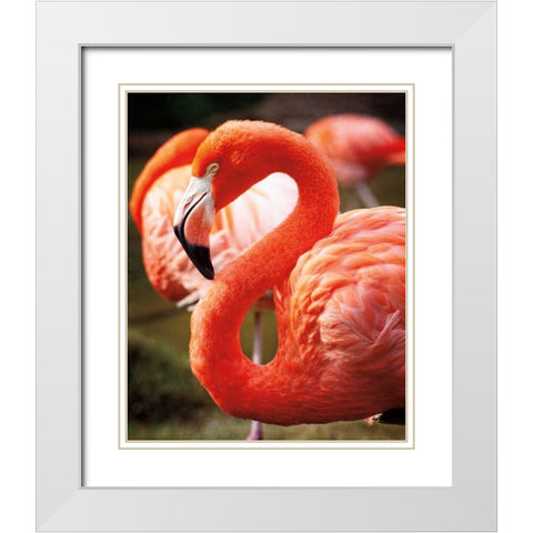 Flamingo III White Modern Wood Framed Art Print with Double Matting by Van Swearingen, Debra
