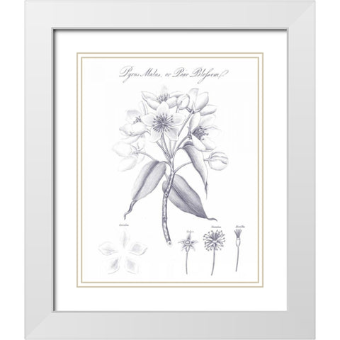 Elements of Botany VIII Blue White Modern Wood Framed Art Print with Double Matting by Wild Apple Portfolio