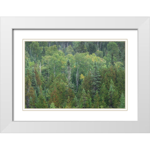 Superior National Forest III White Modern Wood Framed Art Print with Double Matting by Majchrowicz, Alan