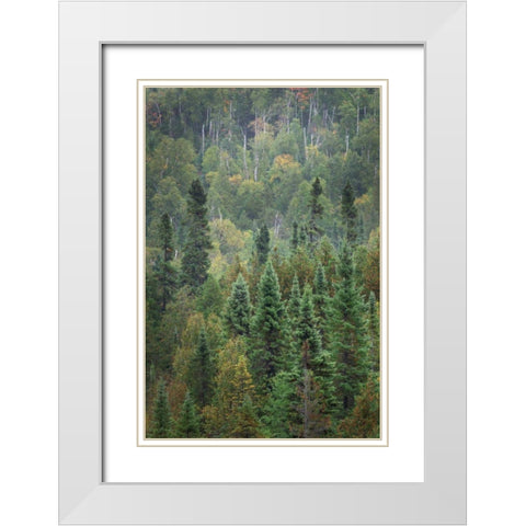 Superior National Forest IV White Modern Wood Framed Art Print with Double Matting by Majchrowicz, Alan
