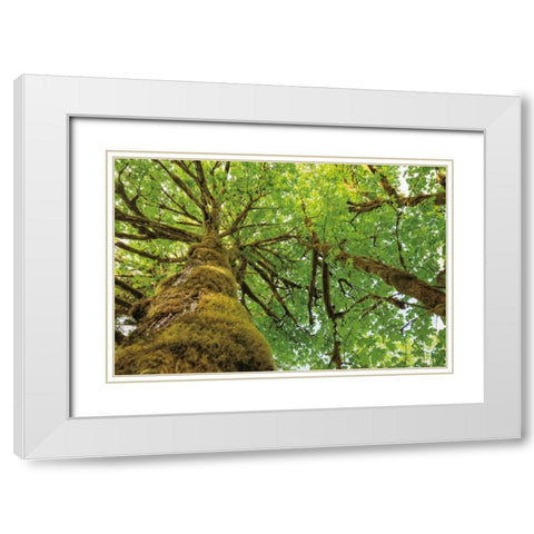 Big Leaf Maple Trees I White Modern Wood Framed Art Print with Double Matting by Majchrowicz, Alan