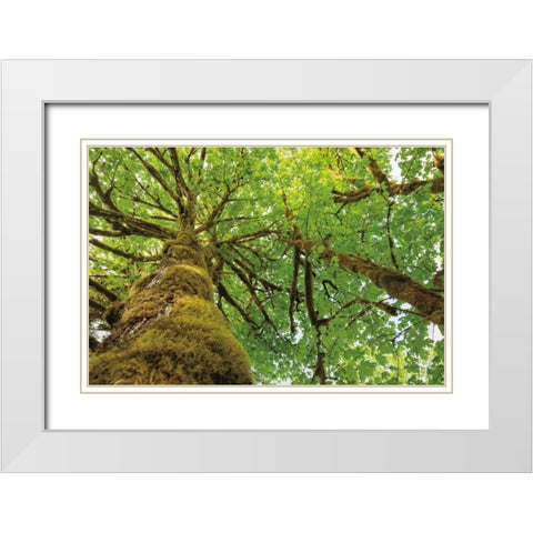 Big Leaf Maple Trees I White Modern Wood Framed Art Print with Double Matting by Majchrowicz, Alan