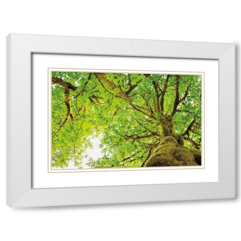 Big Leaf Maple Trees II White Modern Wood Framed Art Print with Double Matting by Majchrowicz, Alan