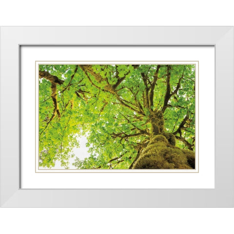 Big Leaf Maple Trees II White Modern Wood Framed Art Print with Double Matting by Majchrowicz, Alan