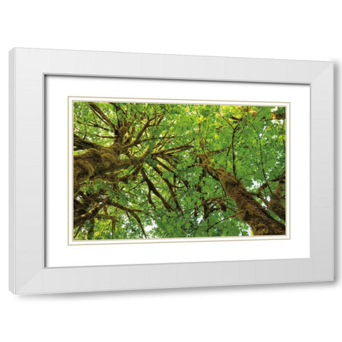 Big Leaf Maple Trees III White Modern Wood Framed Art Print with Double Matting by Majchrowicz, Alan