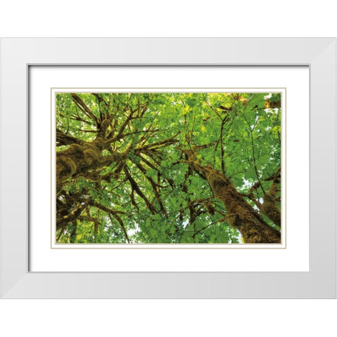 Big Leaf Maple Trees III White Modern Wood Framed Art Print with Double Matting by Majchrowicz, Alan