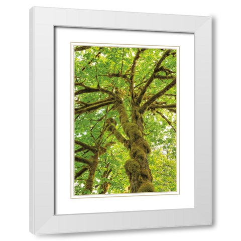 Big Leaf Maple Trees IV White Modern Wood Framed Art Print with Double Matting by Majchrowicz, Alan
