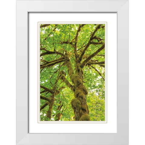 Big Leaf Maple Trees IV White Modern Wood Framed Art Print with Double Matting by Majchrowicz, Alan
