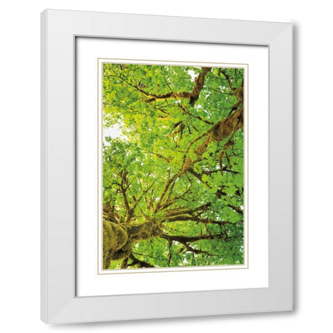 Big Leaf Maple Trees V White Modern Wood Framed Art Print with Double Matting by Majchrowicz, Alan
