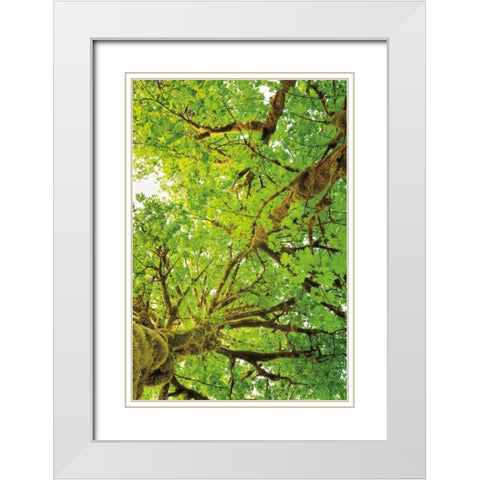 Big Leaf Maple Trees V White Modern Wood Framed Art Print with Double Matting by Majchrowicz, Alan
