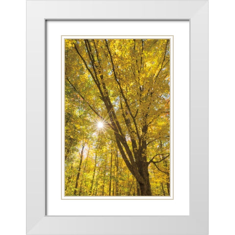 Autumn Foliage Sunburst II White Modern Wood Framed Art Print with Double Matting by Majchrowicz, Alan