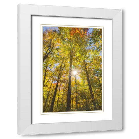 Autumn Foliage Sunburst III White Modern Wood Framed Art Print with Double Matting by Majchrowicz, Alan