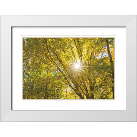 Autumn Foliage Sunburst V White Modern Wood Framed Art Print with Double Matting by Majchrowicz, Alan