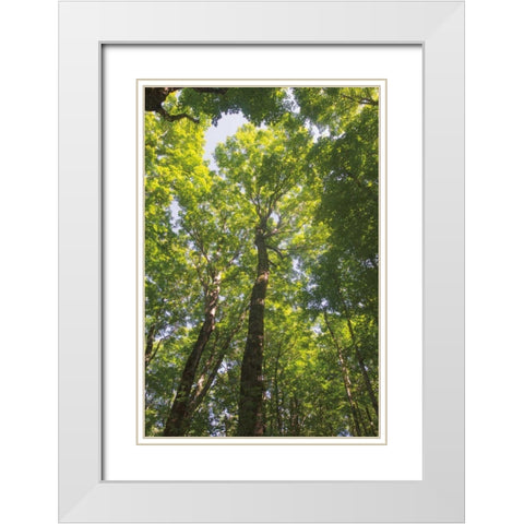 Hardwood Forest Canopy I White Modern Wood Framed Art Print with Double Matting by Majchrowicz, Alan