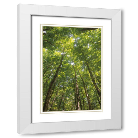 Hardwood Forest Canopy II White Modern Wood Framed Art Print with Double Matting by Majchrowicz, Alan