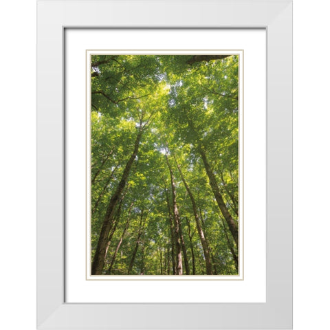 Hardwood Forest Canopy II White Modern Wood Framed Art Print with Double Matting by Majchrowicz, Alan