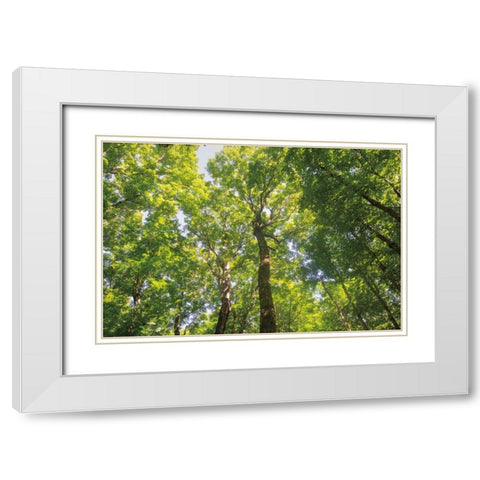 Hardwood Forest Canopy III White Modern Wood Framed Art Print with Double Matting by Majchrowicz, Alan