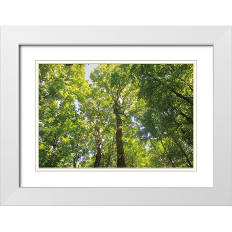 Hardwood Forest Canopy III White Modern Wood Framed Art Print with Double Matting by Majchrowicz, Alan