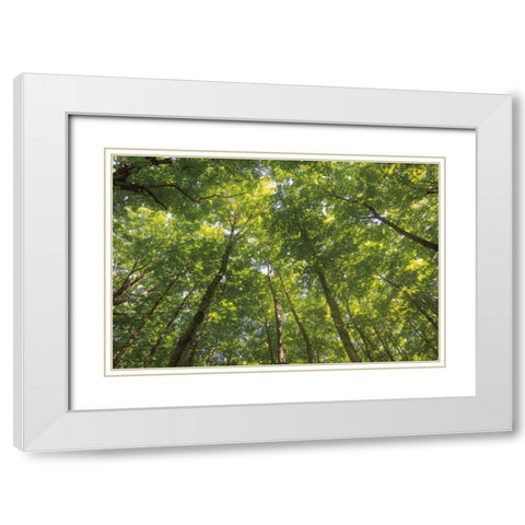 Hardwood Forest Canopy IV White Modern Wood Framed Art Print with Double Matting by Majchrowicz, Alan