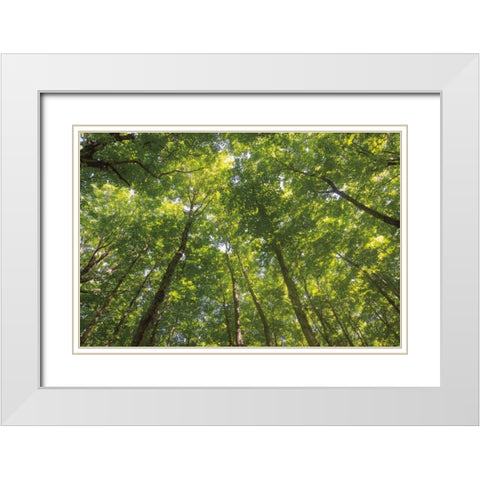 Hardwood Forest Canopy IV White Modern Wood Framed Art Print with Double Matting by Majchrowicz, Alan