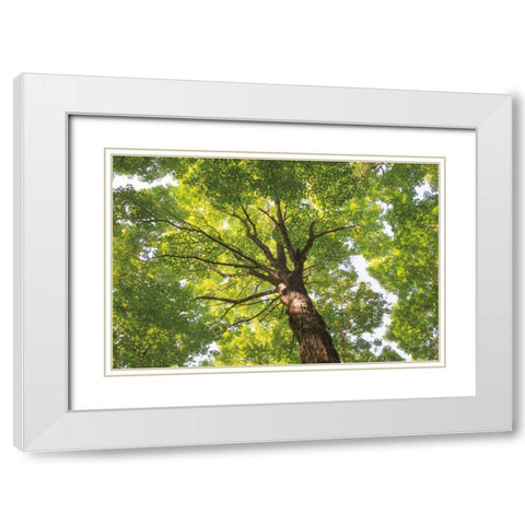 Hardwood Forest Canopy V White Modern Wood Framed Art Print with Double Matting by Majchrowicz, Alan