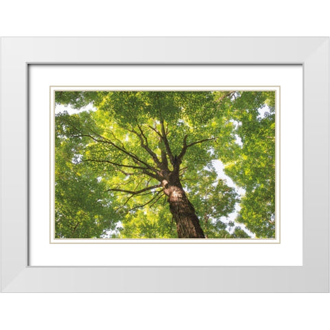 Hardwood Forest Canopy V White Modern Wood Framed Art Print with Double Matting by Majchrowicz, Alan