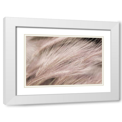 Foxtail Barley III Light White Modern Wood Framed Art Print with Double Matting by Majchrowicz, Alan