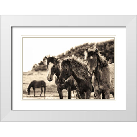 Horses Three Sepia White Modern Wood Framed Art Print with Double Matting by Aledanda