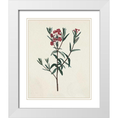 Victorian Garden Flowers II White Modern Wood Framed Art Print with Double Matting by Wild Apple Portfolio