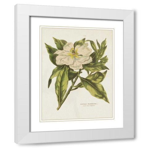 Herbal Botanical II Flower White Modern Wood Framed Art Print with Double Matting by Wild Apple Portfolio